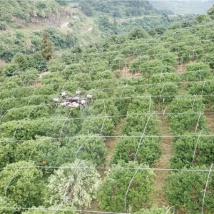 最強植保神器！常鋒無人機攜碾壓級優勢殺入果樹飛防