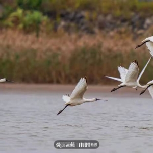 讓鳥(niǎo)兒自由飛翔！無(wú)人機(jī)拍鳥(niǎo)，這樣的打卡方式應(yīng)禁止